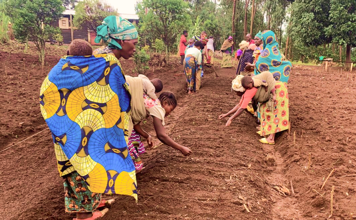 Femmes qui cultivent un champ au Sud Kivu